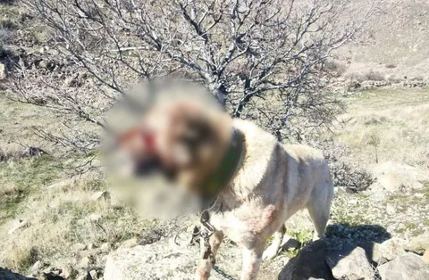 Kayseri'de Köpek Dövüşü Organize Eden 12 Kişi Yakalandı — haber görseli