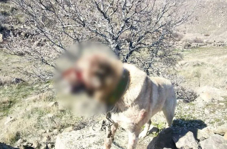  Kayseri'de Köpek Dövüşü Organize Eden 12 Kişi Yakalandı — haber görseli