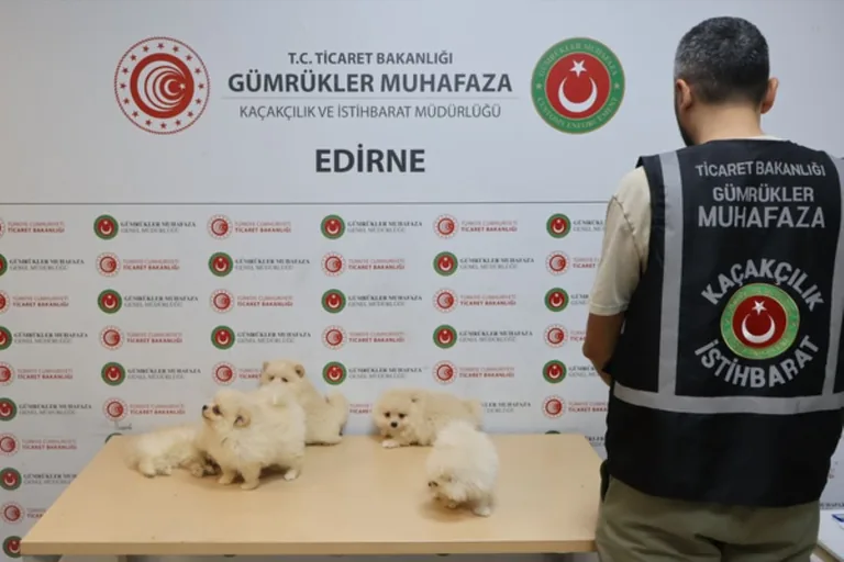 Kapıkule'de hayvan kaçakçılığı operasyonu — haber görseli
