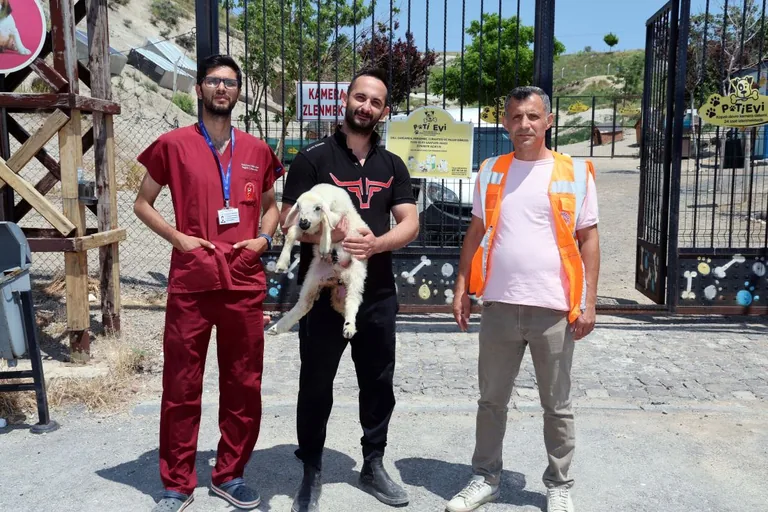Kaçak Koyun ve Kuzular Sahiplerine Teslim Edildi — haber görseli