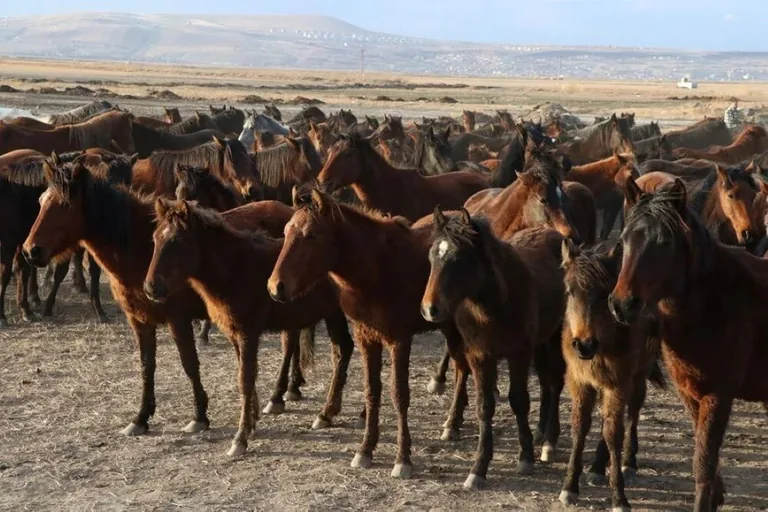 Hürmetçi Sazlığı’ndaki Yılkı Atları Artık Büyükşehir’in Kontrolünde! — haber görseli