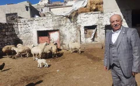 Hayvanları Zehirlenerek Telef Olan Besicilere Yardım Eli Uzatıldı — haber görseli