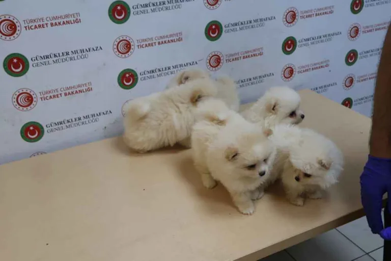 Kapıkule'de hayvan kaçakçılığı operasyonu — haber görseli