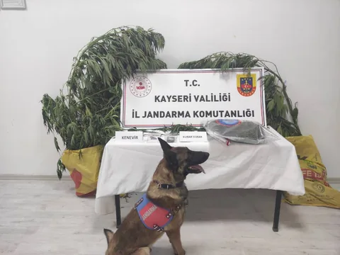 Talas’ta Uyuşturucu Operasyonu: 7 Kök Kenevir ve 550 Gram Esrar Ele Geçirildi — haber görseli