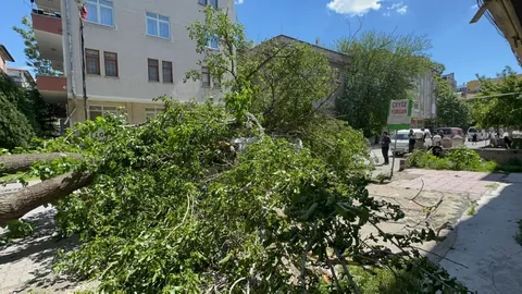 Sahabiye'de Dut Ağacı Minibüsün Üzerine Devrildi! Suriyeli Şahsın Aracı Hurdaya Döndü — haber görseli