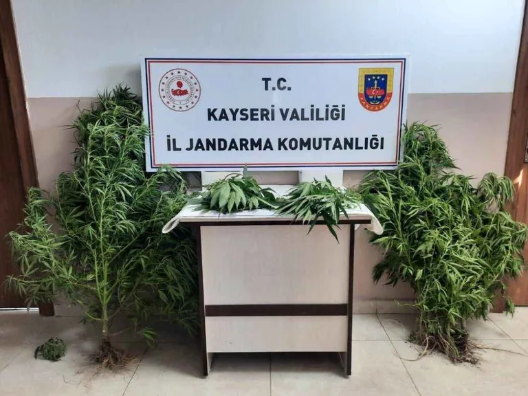  Pınarbaşı'da Bahçesinde kenevir yetiştiren şüpheli yakalandı — haber görseli