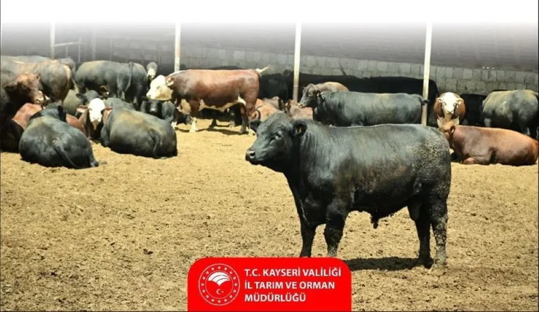 Tarım ve Orman Bakanlığı’ndan Kayseri’de hayvancılığa destek — haber görseli