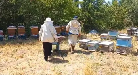 Bünyan'ın Şifalı Balı Sofralara Geliyor — haber görseli