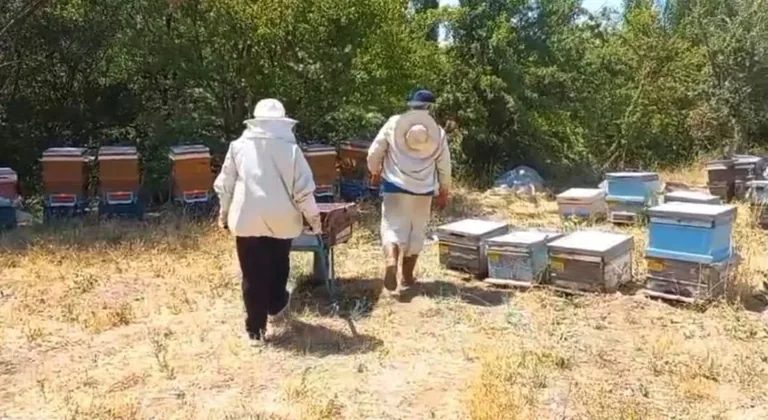 Bünyan'ın Şifalı Balı Sofralara Geliyor — haber görseli