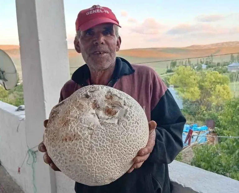 Dev Boyutlu Mantarlar Görenleri Hayran Bıraktı — haber görseli