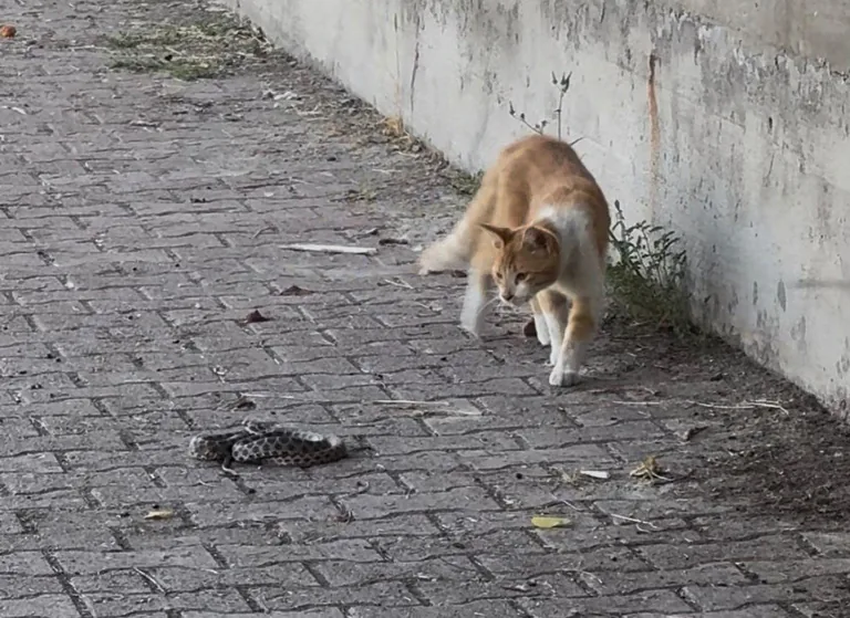 Kayseri'de Nefes Kesen Anlar! Parkta Kedi ile Yılanın Mücadelesi Kamerada — haber görseli