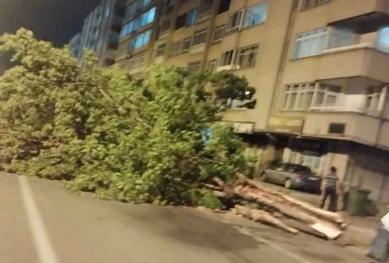 Şiddetli rüzgar ağaçları devirdi, çatılar uçtu — haber görseli