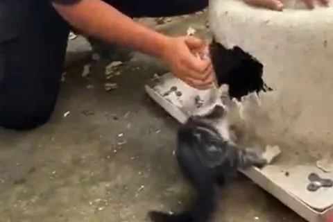 İtfaiye Ekipleri Hızır Gibi Yetişti! Küvette Mahsur Kalan Kedi Kurtarıldı — haber görseli