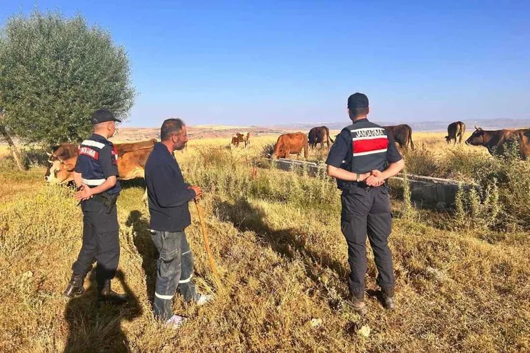 Bünyan'da Kaybolan Büyükbaş Hayvanlar Jandarma Ekiplerinin Termal Drone Desteğiyle Bulundu — haber görseli