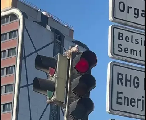 Trafikte Sürpriz Misafir: Trafik Lambasını Mesken Tutan Bir Güvercin, Sürücülerin İlgi Odağı Oldu — haber görseli
