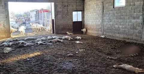 Besici Daştemir, Ağılda Gördüğü Manzara Karşısında Şok Geçirdi — haber görseli