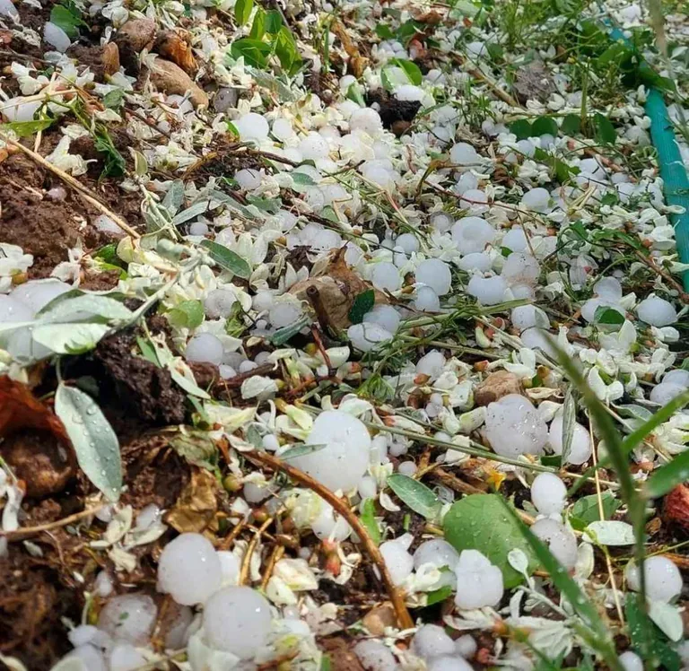 Tomarza'da Dolu Yağışı Ekili Arazileri Vurdu!  — haber görseli