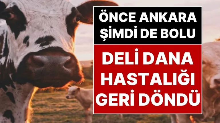 Dikkat! Deli Dana Hastalığı Türkiye’de Yeniden Görüldü: Ankara'dan Sonra Bolu'da 1 Vatandaşımızda Tespit Edildi — haber görseli