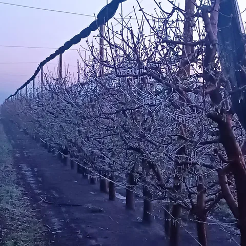Yahyalı, Yeşilhisar ve Develi'de zirai dona karşı sprinkler sistemiyle önlem alındı — haber görseli