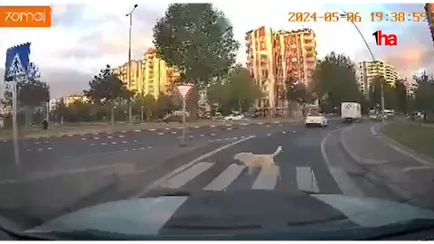 Trafik Kurallarına Uyan Köpek, Görenleri Hayrete Düşürdü — haber görseli