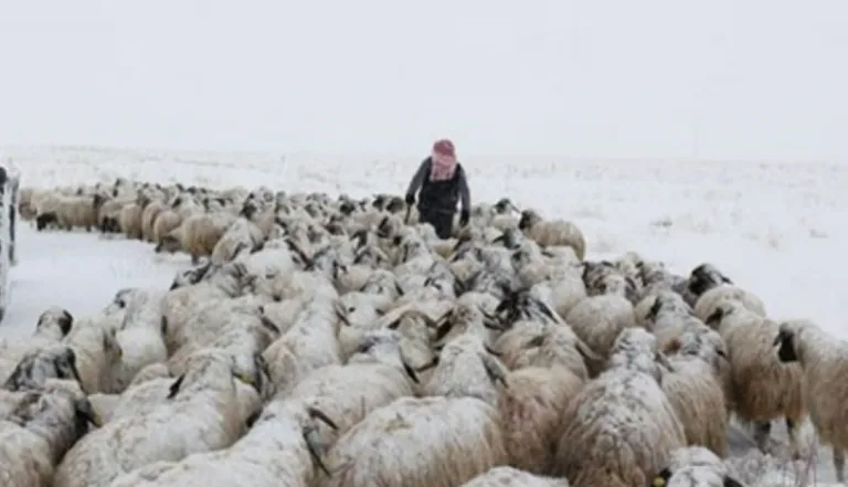 Sivas'ta Karda Mahsur Kalan Çobanları ve Sürüyü Muhtar Kurtardı — haber görseli