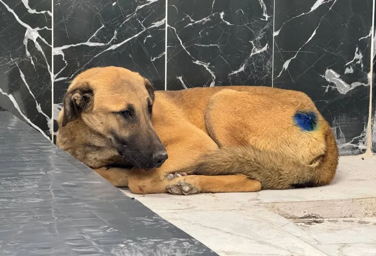 Gönül Belediyeciliği İş Başında: Kayseri'de Bir Patili Dost Daha Kurtarıldı! — haber görseli