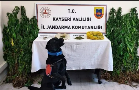 Yahyalı'da kenevir bitkisi ektiği tespit edilen şüpheliye gözaltı — haber görseli