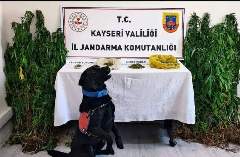  Pınarbaşı'da Bahçesinde kenevir yetiştiren şüpheli yakalandı — haber görseli