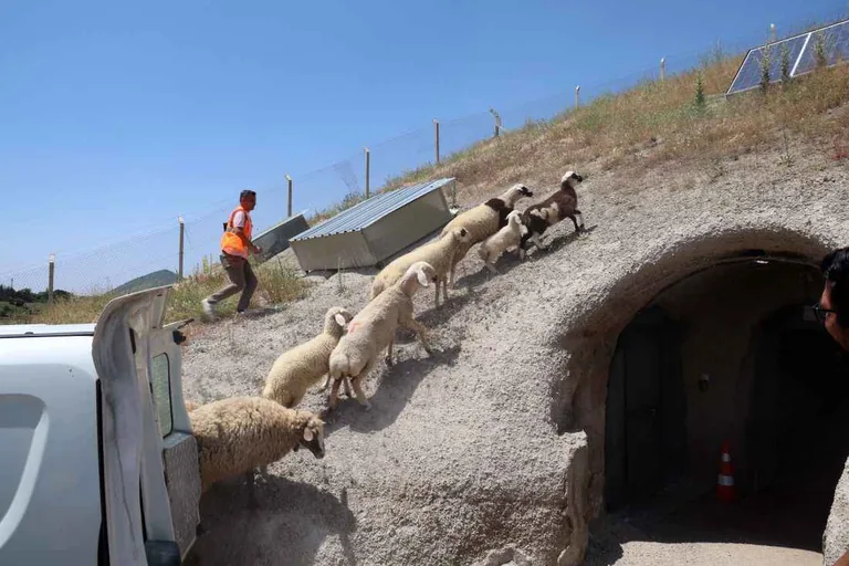 Kaçak Koyun ve Kuzular Sahiplerine Teslim Edildi — haber görseli