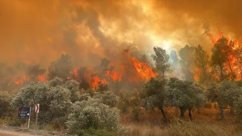 Muğla'da 7 Farklı Noktada Orman Yangını Çıktı — haber görseli