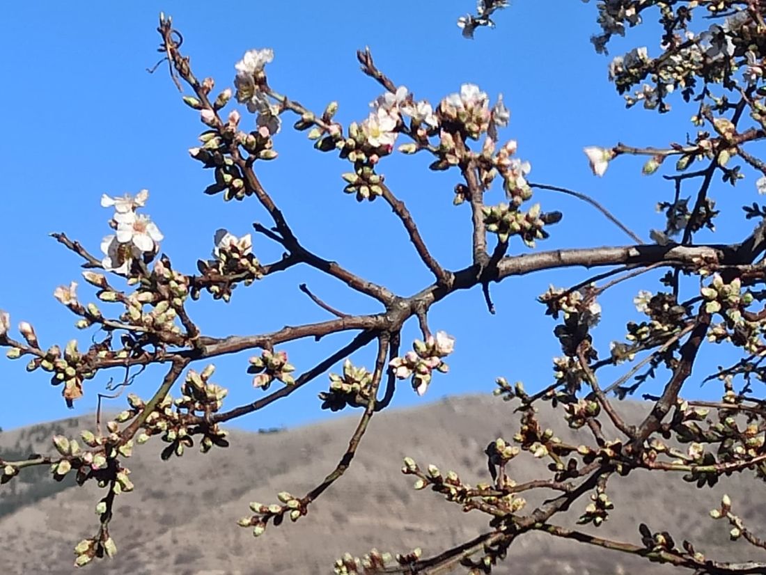 Doğanın Dengesi Bozuldu! Yahyalı'da badem ağaçları şubatta çiçek açtı