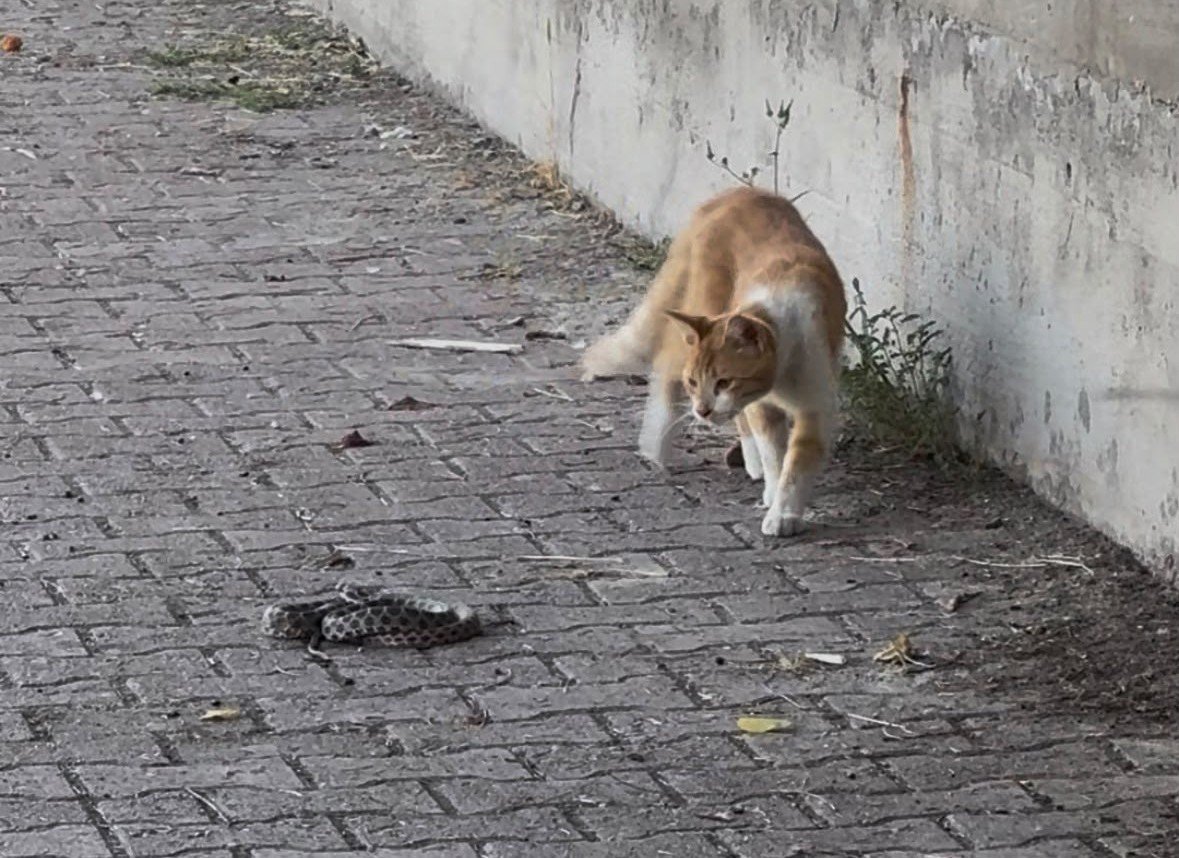 Kayseri'de Nefes Kesen Anlar! Parkta Kedi ile Yılanın Mücadelesi Kamerada