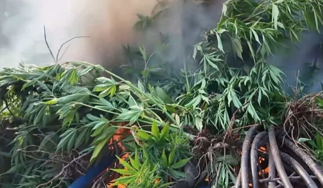 Diyarbakır’da dev uyuşturucu operasyonu! 247 bin 145 kök kenevir imha edildi